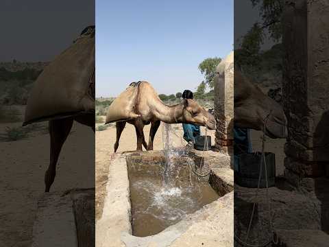 في قلب الصحراء القاحلة مزارعون يقطعون أعمارهم بحث ا عن قطرة ماء تسد عطش بيوتهم 