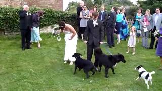 Dog Gives a Bride a Special Wedding Present LOL! Funny Dog Gives a Bride a Special Wedding Present LOL! Funny