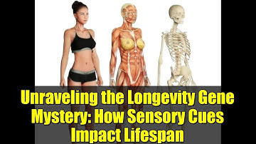Unraveling the Longevity Gene Mystery: How Sensory Cues Impact Lifespan
