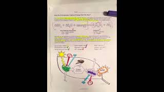 How Do Chloroplasts Capture Energy from the Sun? Pt.1