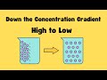 Passive Transport and Concentration Gradients