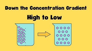 Moving Down the Concentration Gradient - What does it mean ?