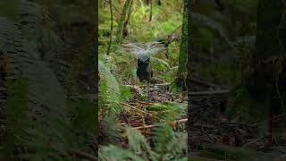 Another lyrebird