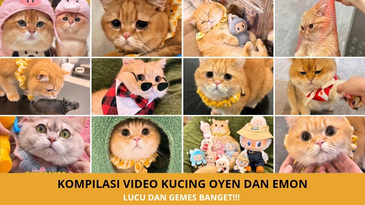 Kompilasi Tingkah Lucu Kucing Oyen & Emon! Bikin Ngakak Setiap Detik