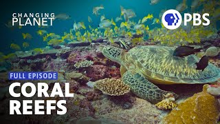 The Incredible Life of Coral Reefs | Changing Planet | Full Episode | PBS