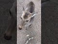 Bowing deer?? In my Japan?? It’s more likely than you think…