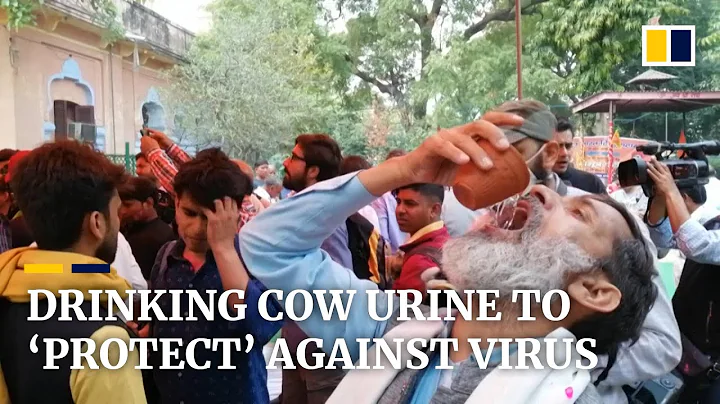Hindu activists in India drink cow urine to ‘protect’ themselves from coronavirus