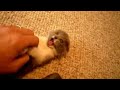 Funny and Cute Cat Videos
