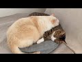 かわいいが溢れてるお昼時のむにふわ家😽