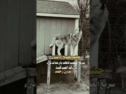 اشتراك ذكريات فولو