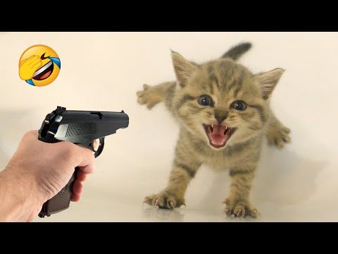 Funniest Animals 2023 😂 New Funny Cats and Dogs 😹🐶 Part 6