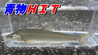 川の魚ウグイ銀平を海の泳がせ釣りで使ってみたら・・・