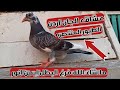 زغلول زاجل جان اردن فرغ البطل ايمن انور عشاق الجان اردن