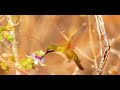 Picaflorsita - Mesajera del Amor
