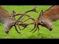 Олени. Август. Первые бои. Deers in August. The first fights.