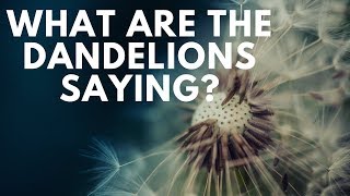 What Does It Mean If Dandelions Are Growing In My Yard? Are They Trying To Tell You Something!?