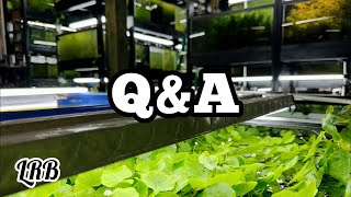 Freshwater Aquarium Keeping Fish Shrimp Plants and More! Q&A