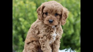 Cavapoo Puppies for Sale by Infinity Pups 16 views 2 days ago 36 seconds