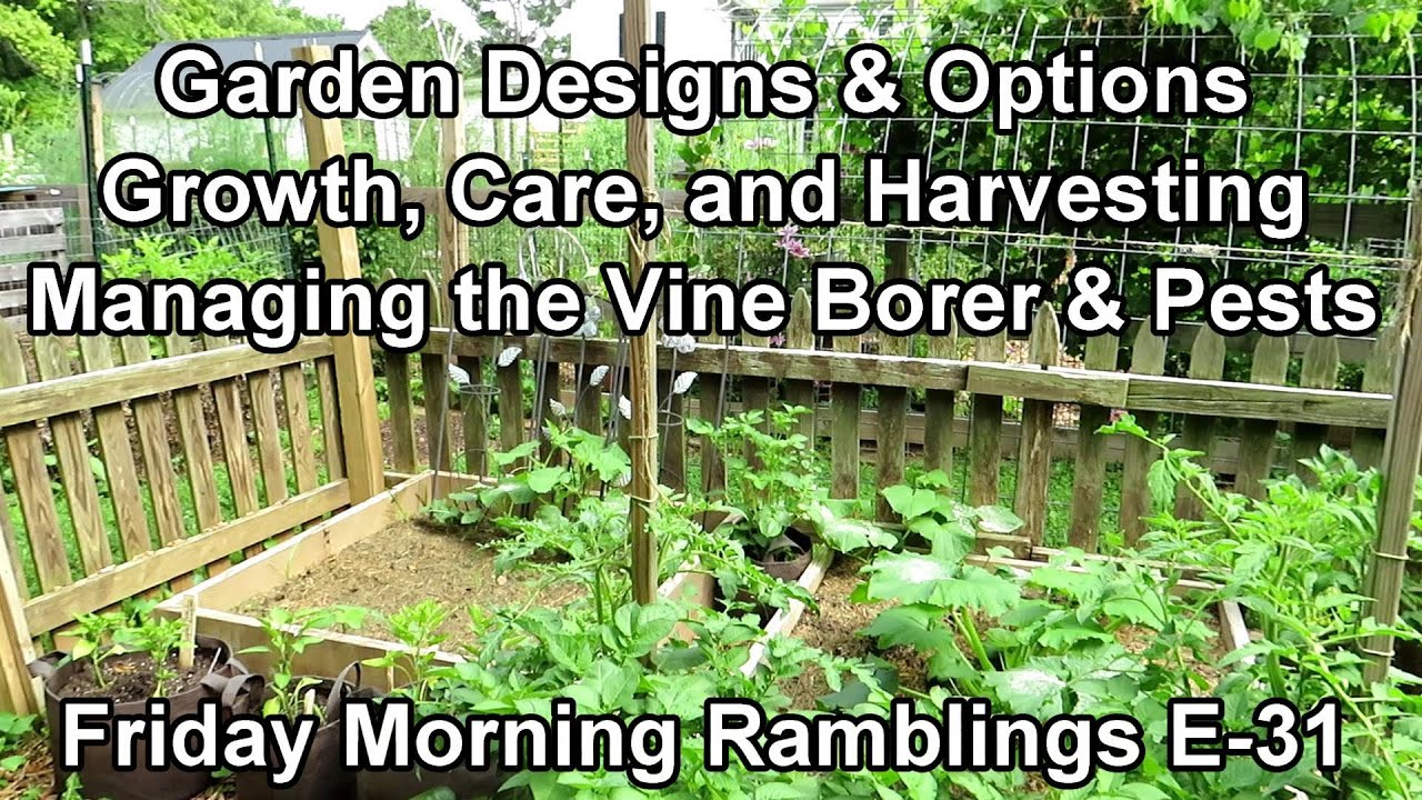 Vine Borer & Pest Management, Garden Sizes with Plants, Tips & Tour: My FM Garden Ramblings  E-31