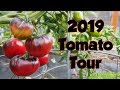 2019 Tomato Tour