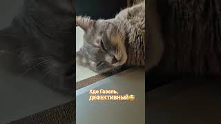 кот Глюк #кот #коты #юмор #цитатыизфильмов #котяра #кошачийкайф