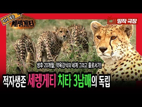 [띵작극장] 52탄 - 적자생존 <strong>세렝게티</strong>, 치타 3남매의 독립 [야생의 <strong>초원</strong>, <strong>세렝게티</strong>]