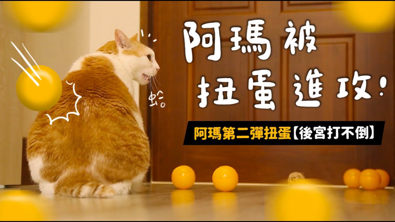 【黃阿瑪的後宮生活】阿瑪被扭蛋進攻！第二彈扭蛋【後宮打不倒】