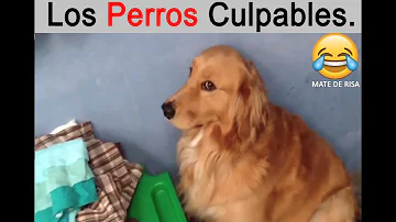 ¿Saben los perros que son culpables?