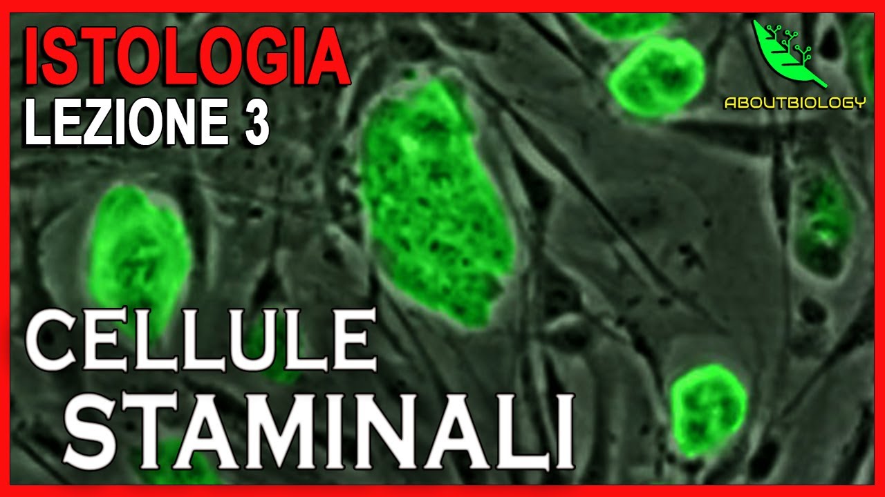 CELLULE STAMINALI e DIFFERENZIAMENTO CELLULARE -Istol… — Transcript