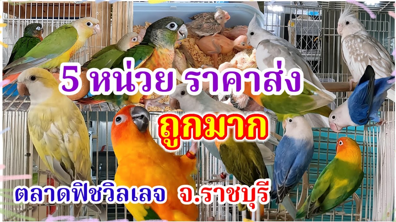 อัปเดตราคานก 5 หน่วยราคาส่ง ถูกมาก จัดส่งได้ ตลาดฟิชวิลเลจ บ้านโป่ง จ.ราชบุรี ร้านนกบ้านสวน