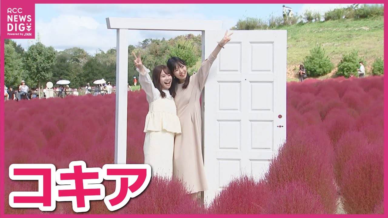 Flower village 花夢の里で開催中の「コキアとコスモスの丘」が紹介