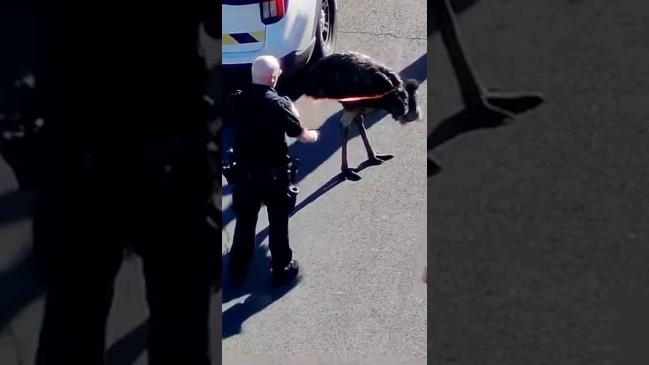 Officers catch escaped emu in New York