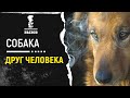 Легко отделались, дома была только собака!