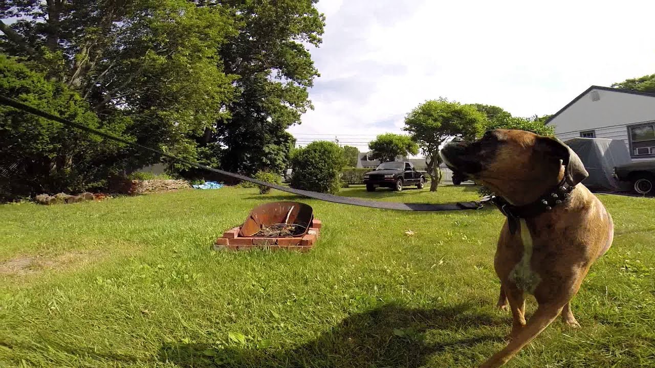 Knuckles pee on figs