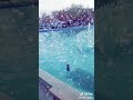 بعشق أرضك سوريا رفعو ايديكون بالعالي حالات واتس اب