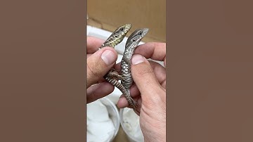 Unboxing one of these rarest lizards I’ve ever seen! Axanthic savannah monitor!