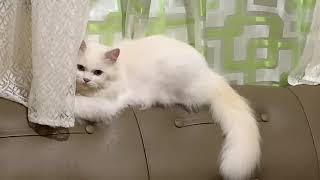 Persian Cat Play,Eat and Attended Mass 😽 by Christia Velante 315 views 1 year ago 2 minutes, 14 seconds