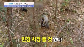 [실제상황] 야생멧돼지를 잡는 사냥개들! [광화문의 아침] 374회 20161207