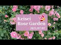 【庭園】夏バラが見頃です！