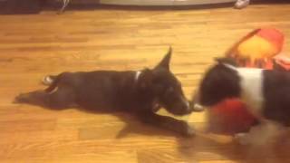 Miniature Bull Terrier Breeders