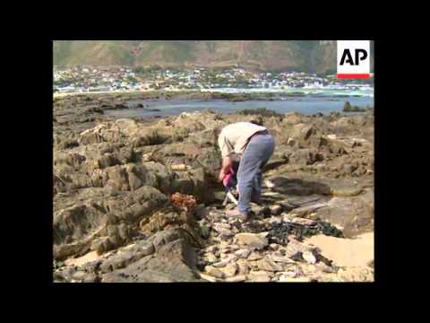 south-africa:-dog-used-in-battle-against-seafood-poachers