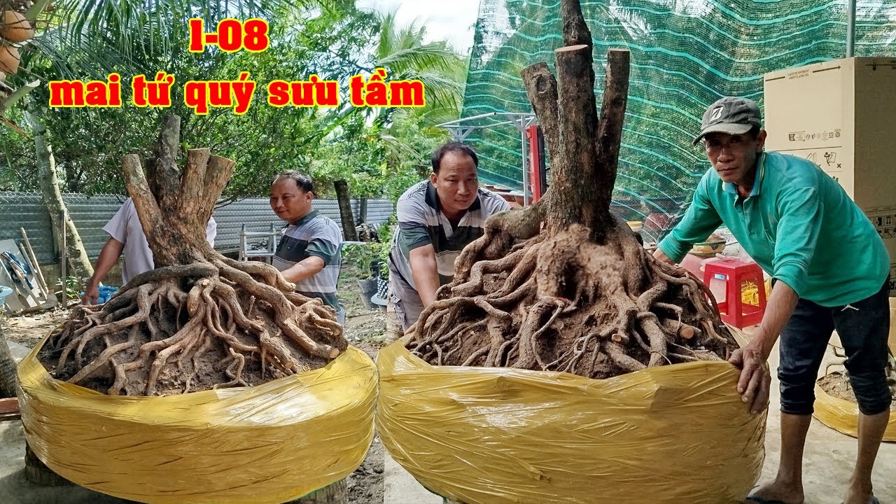 Phôi Mai Tứ Qúy Nối Đế Quá Khủng 0979485087 Anh Lâm  | Tứ Qúy Miệt Vườn