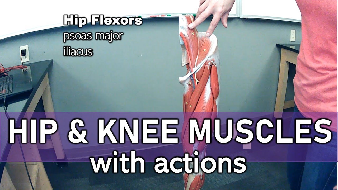 Hip and Knee Muscles (labeled and with actions) - YouTube