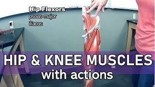 Hip and Knee Muscles (labeled and with actions)