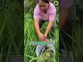 Canards Et Poissons Les Héros Méconnus Des Rizières 