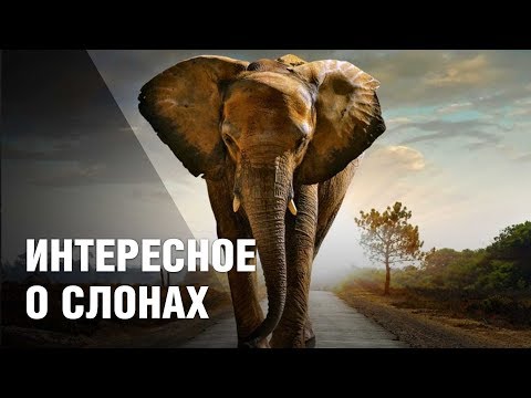 Интересные факты о слонах