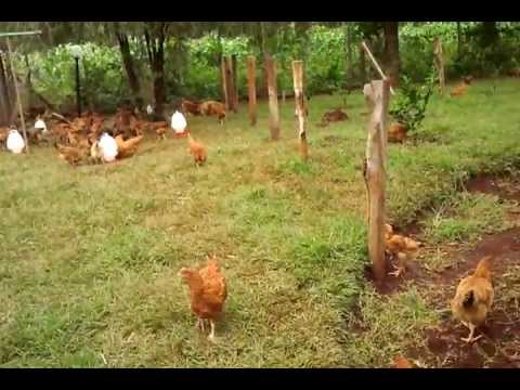 Kenbro Free Range Kenbro Broilers - YouTube