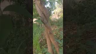 lendu ka podha #viralvideo