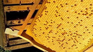 Zayıf Arı Kolonilerini Güçlendirme Işlemi Nasıl Yapılır.