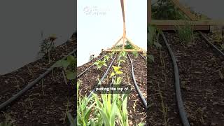 Frost Protection Made Simple: Raised Bed Cold Frame DIY